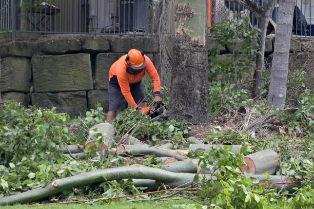 How Our Tree Care Process Works  in  Lynbrook, NY