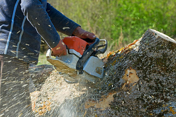 Trusted Lynbrook, NY  Tree Services Experts